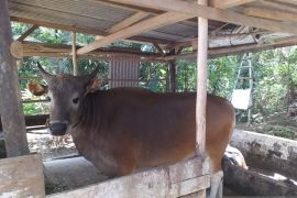 Sapi kurban di Bangka Tengah bebas PMK