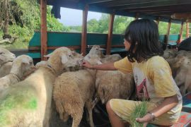 Dompet Dhuafa distribusi hewan kurban ke daerah pelosok Sumatera Utara