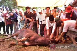 Bupati Kampar open house dan berkurban kerbau