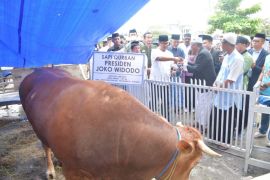 Pj Gubernur Sulbar tekankan penyaluran daging kurban tepat sasaran