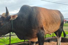 Korban gempa Pasaman Barat dapat bantuan hewan kurban dari gubernur