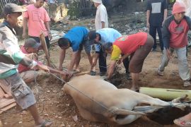 Merayakan Idul Adha di Pulau Kangean