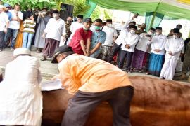 Pemprov Sumut salurkan 147 ekor hewan kurban ke 33 kabupaten/kota
