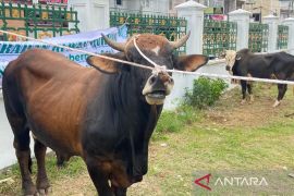Ini penerima daging kurban di Masjid Raya Baiturrahman