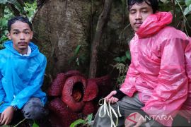 Dua bunga raflesia arnoldi mekar sempurna di hutan Danau Maninjau Sumbar