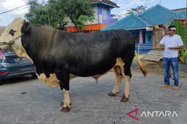 Sapi milik Dedi Mulyadi sempat ngamuk robohkan pagar saat akan dipotong
