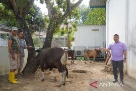 Maknai Idul Adha 1443 H, PLN UIW Sumbar berkurban 19 sapi dan enam kambing untuk masyarakat sekitar