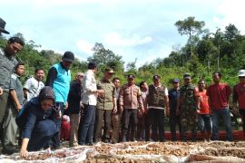 Gubernur Sumbar : Harga gambir idealnya Rp45 ribu per kilogram