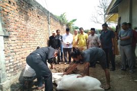 DPD Golkar Payakumbuh salurkan dua ekor sapi kurban ke masyarakat