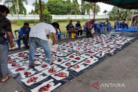 Bupati Aceh Tamiang kurban 8 ekor lembu peranakan limousin