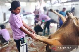 95 hewan kurban di Palangka Raya disembelih di RPH saat Idul Adha