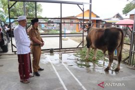 Wabup HSS serahkan hewan kurban ke Ponpes Al-Muradiyah