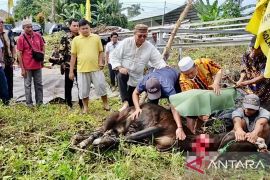 DPD Partai Golkar rutin adakan penyembelihan hewan kurban