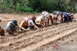 Pemkab Tapsel mulai kembangkan budi daya kentang