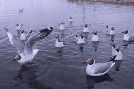Migrasi Burung Di Danau Qinghai