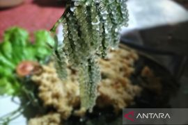 Makanan serba ikan dan anggur laut di Kangean