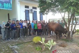 Satpol PP Babel maknai Idul Adha dengan gotong royong dan berkurban