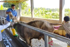 RPH Bubulak: Tak ada penurunan signifikan jumlah pemotongan hewan kurban