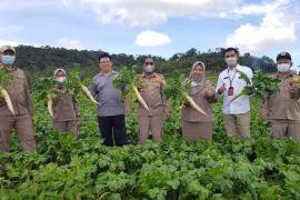 Nilai ekspor komoditas  pertanian Sumut capai Rp14,4 triliun