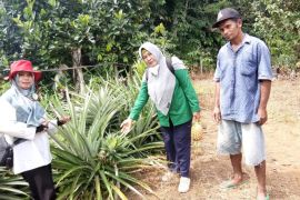 Nanas Solangai Tabalong terdaftar di pusat kekayaan intelektual nasional