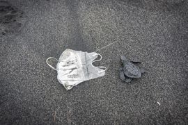 Pelepasan Anak Penyu Di Pantai