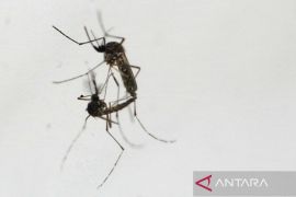 Hoaks! Nyamuk Wolbachia akan menjadi pandemi kedua