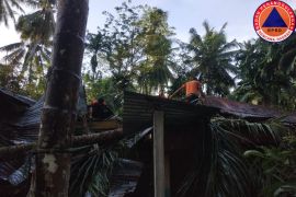 BPBD Padang Pariaman catat tiga titik pohon tumbang akibat angin kencang pada Kamis malam