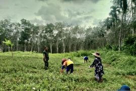 Warga dan Babinsa Koramil 1001-01/Juai gotong royong buka lahan porang