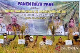 Bupati : Batola menyumbang padi untuk Kalsel 300 ribu ton pertahun