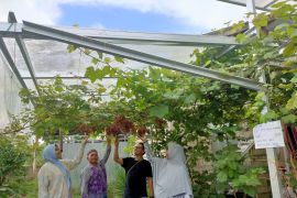 Ikon agro wisata anggur Desa Awang Besar Barabai HST Kalsel