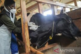 Govt imports FMD vaccine, while developing domestic vaccine