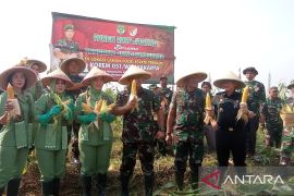 Pemkab Bekasi dan Kodam Jaya panen raya  jagung di lahan Korem