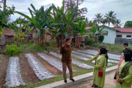 Harga cabai merah di Kota Payakumbuh mulai turun