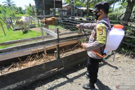 Satgas: 578 ribu sapi sudah mendapatkan vaksin PMK