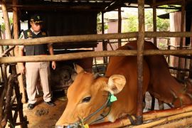 Tim gabungan lakukan pengecekan PMK pada sapi