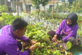 Agro Eduwisata Cibubur siapkan 5.000 bibit alpukat Cipedak