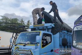 Karantina Pertanian tolak pengiriman Babi asal Jembrana ke Jawa Tengah