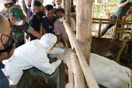 Hewan ternak di Pematangsiantar mulai divaksin cegah PMK