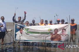 DKP Sulsel tanam 38 ribu bibit mangrove di Luwu Timur