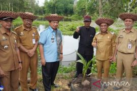 Serangan Tungro di Banjarmasin masih dapat dikendalikan