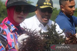 Gubernur: rumput laut harus jadi komoditi unggulan masyarakat Malra
