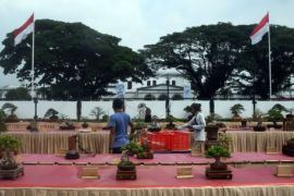 Festival Bonsai Nasional diikuti peserta dari berbagai daerah Page 2 Small