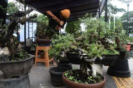 Festival Bonsai Nasional diikuti peserta dari berbagai daerah Page 3 Small