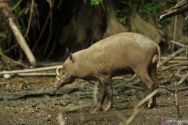 Mempertahankan babi rusa di hutan Gorontalo