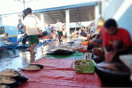 Cuaca buruk picu harga ikan naik