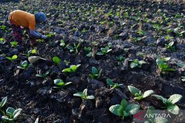Petani Tembakau di Madiun
