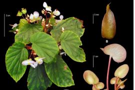 BRIN identifikasi dua spesies baru begonia asal Kepulauan Maluku, begini penjelasannya