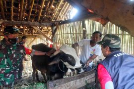 Tagana Jember manfaatkan asap cair batok kelapa obati ternak terpapar PMK