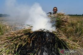 Gagal Panen Akibat Serangan Hama Wereng