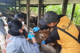 Hewan ternak di Paser terindikasi terkena penyakit mulut dan kuku